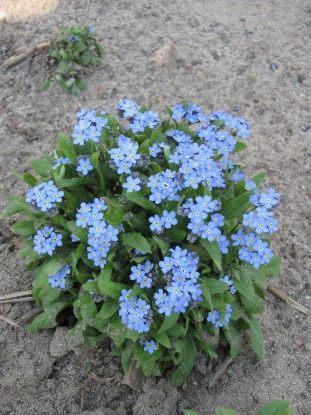 Picture of Myosotis (Forget-Me-Not) - Blue Ball